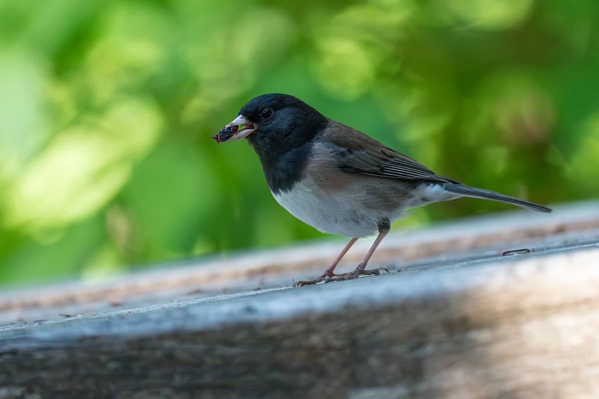Junco Ojioscuro - ML646395246