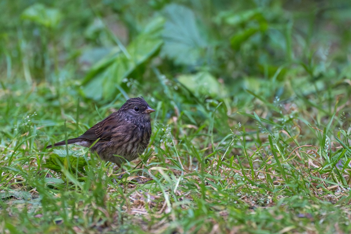 Junco Ojioscuro - ML646395247