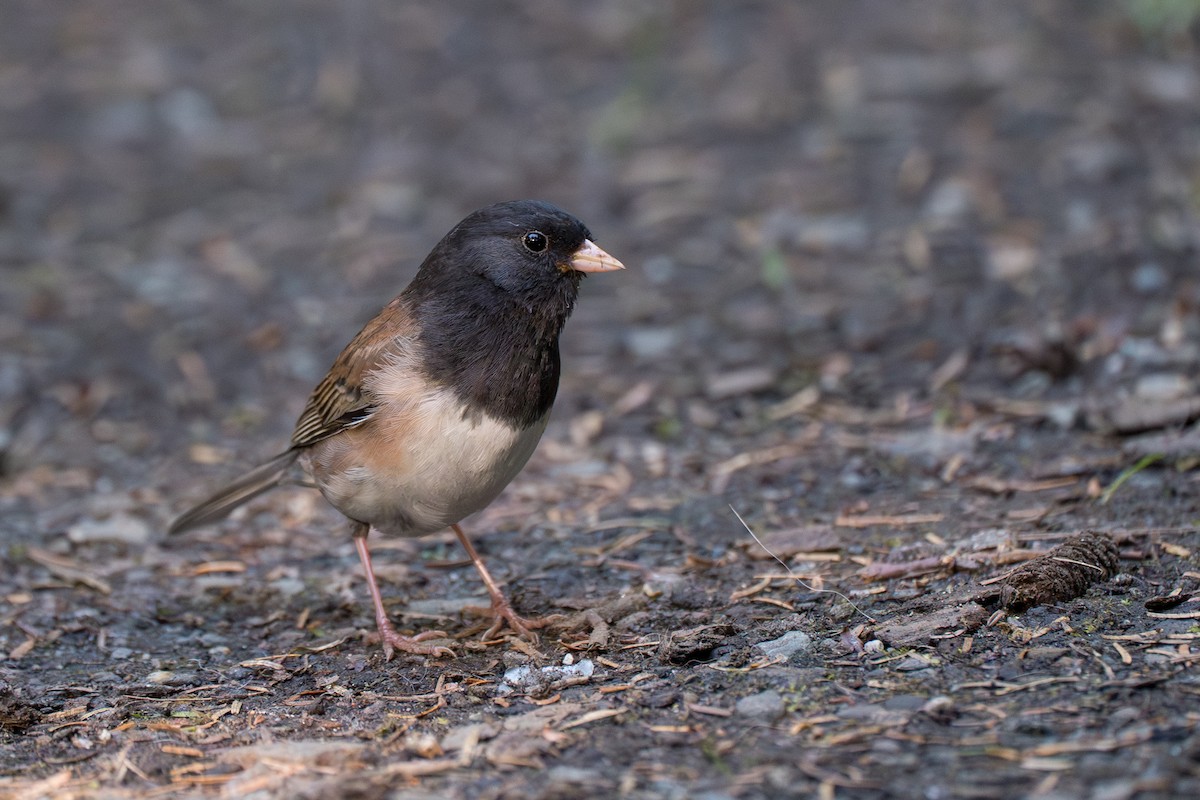Junco Ojioscuro - ML646395248
