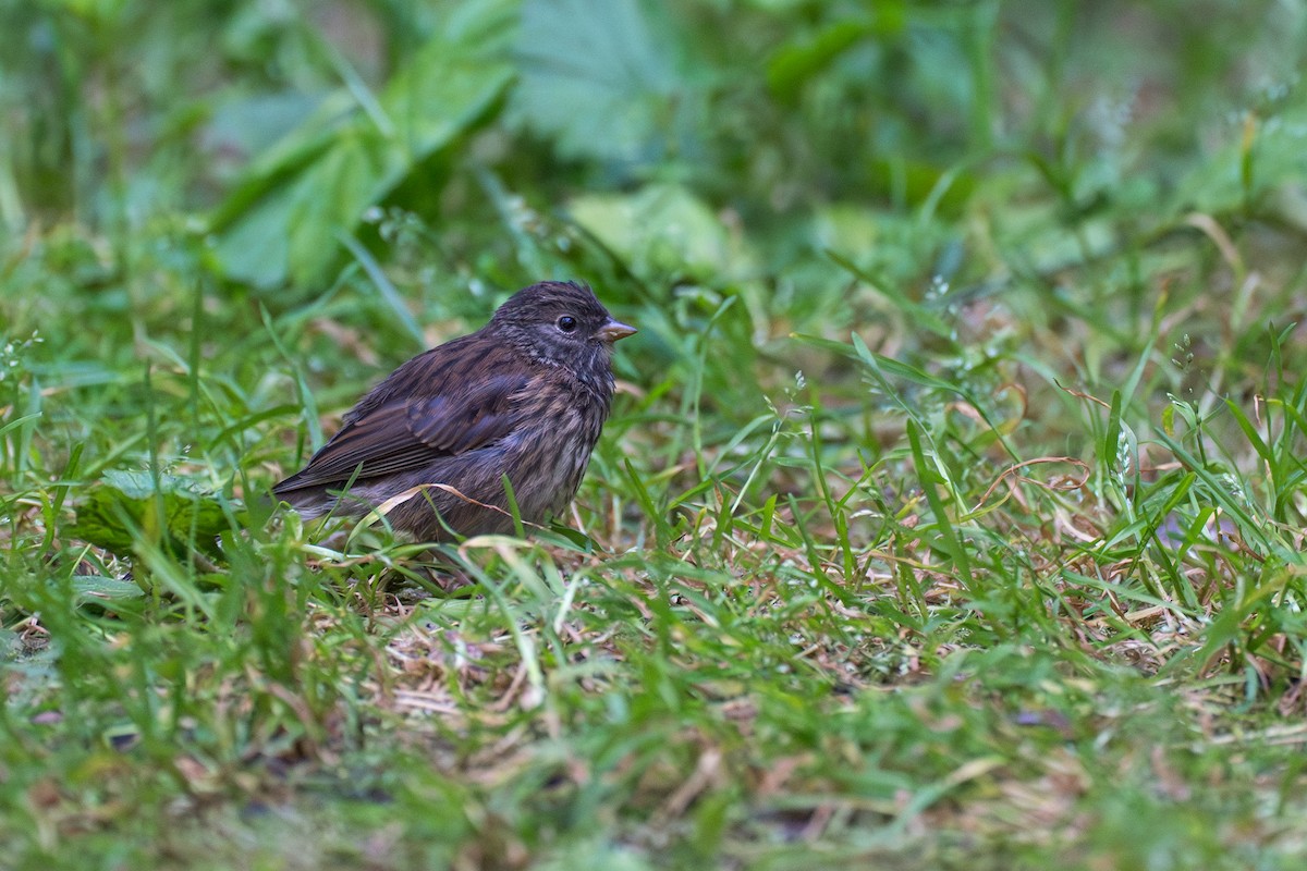 Junco Ojioscuro - ML646395249