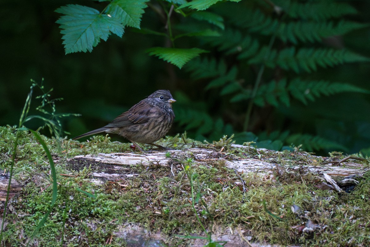 Junco Ojioscuro - ML646395250