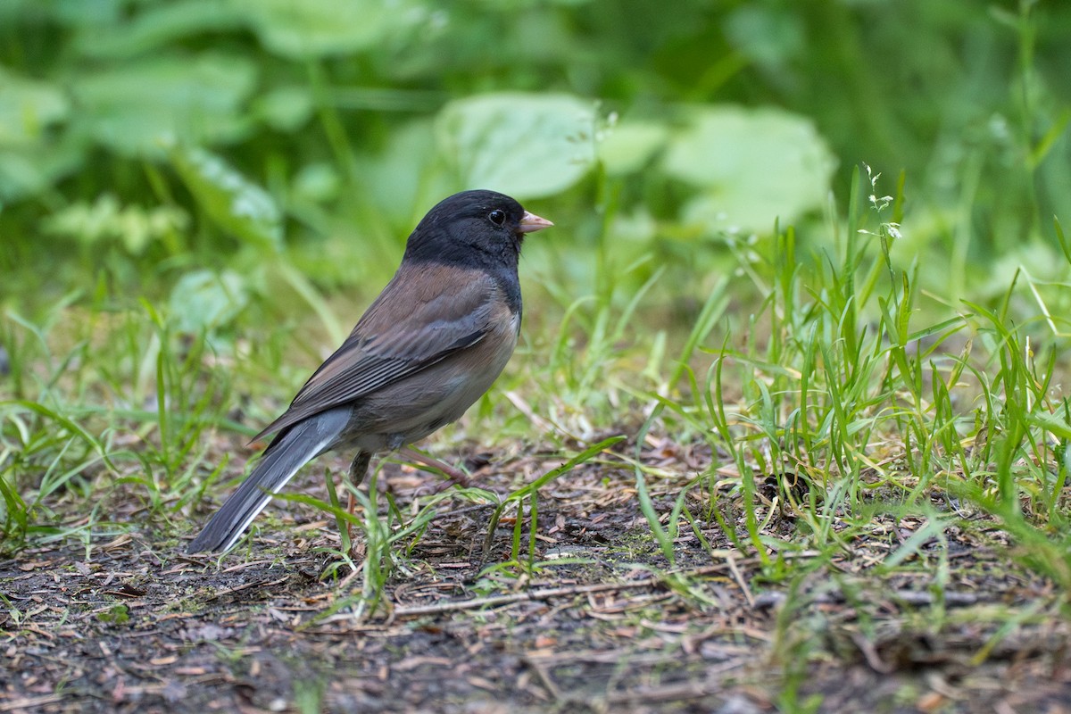 Junco Ojioscuro - ML646395251