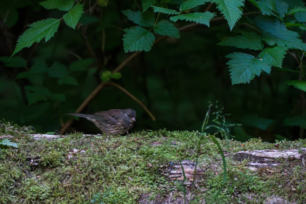 Junco Ojioscuro - ML646395252