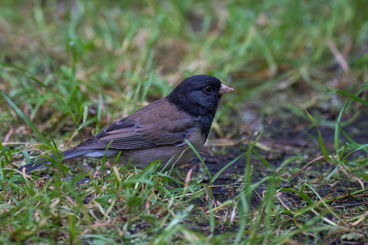 Junco Ojioscuro - ML646395253