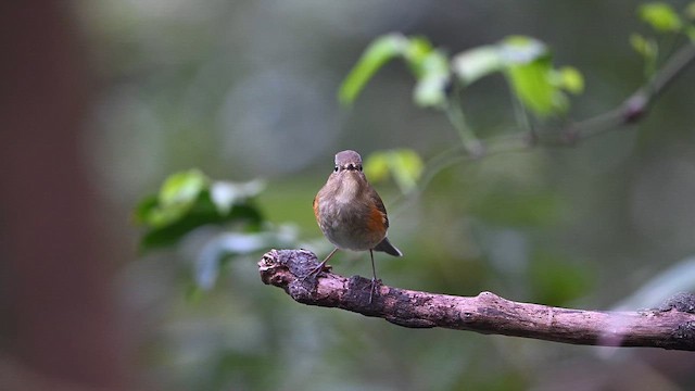 Синьохвіст тайговий - ML646395254