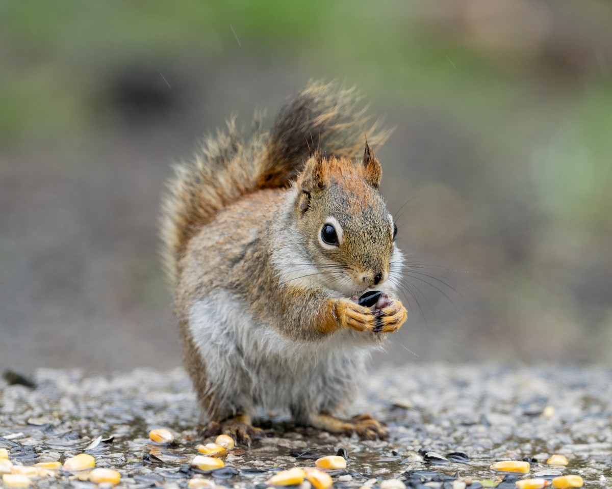 American Red Squirrel - ML646395255