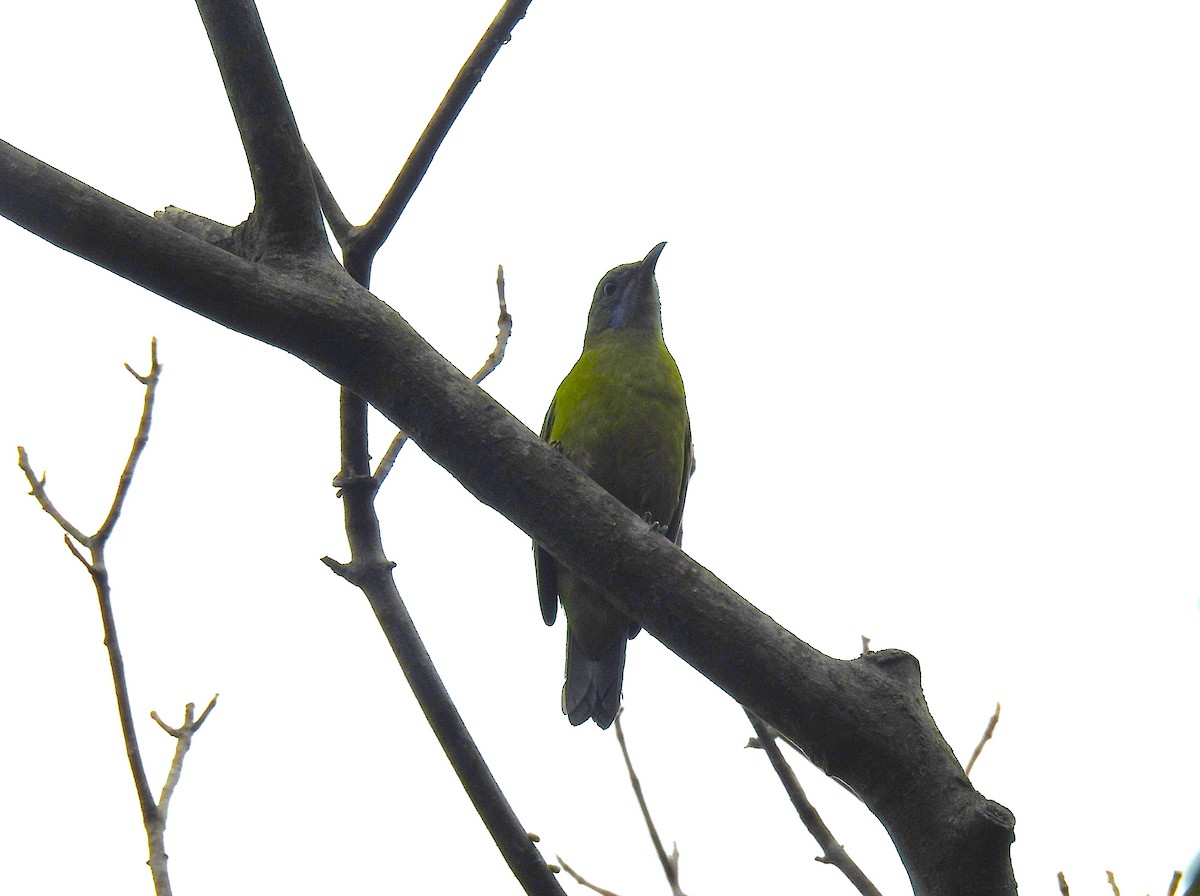 Orange-bellied Leafbird - ML646395256