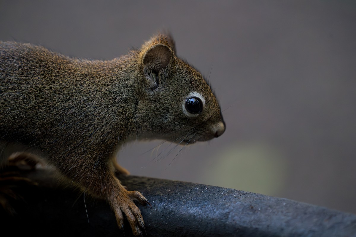 Ardilla roja americana - ML646395257