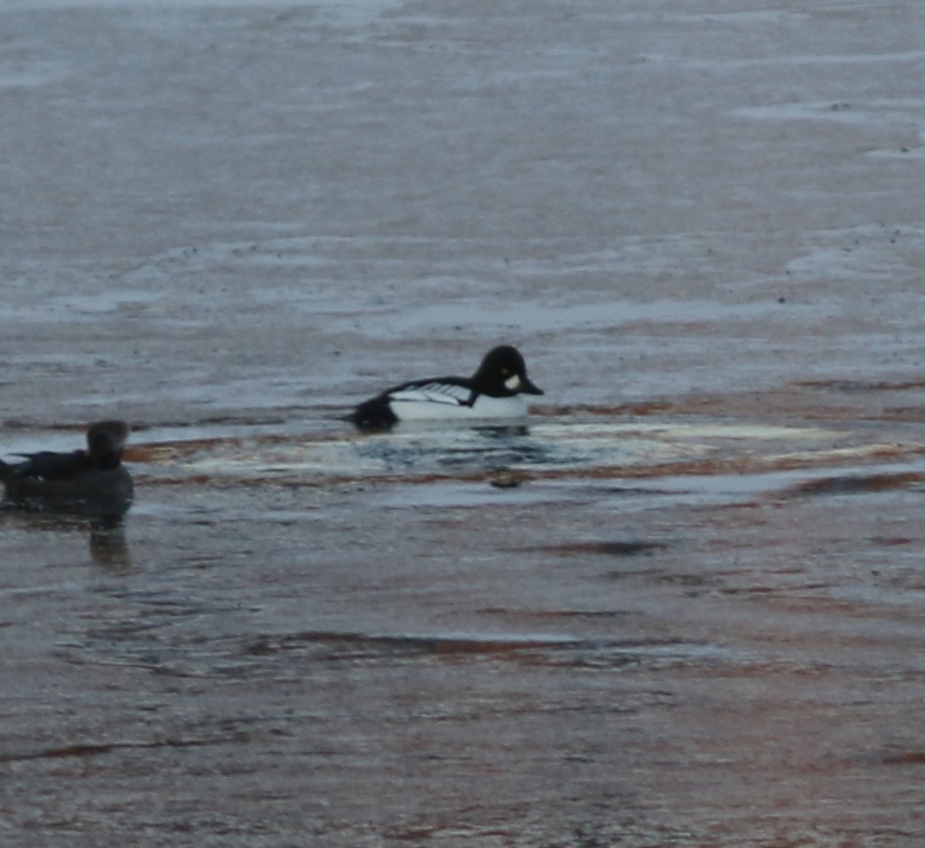 Common x Barrow's Goldeneye (hybrid) - ML646395264