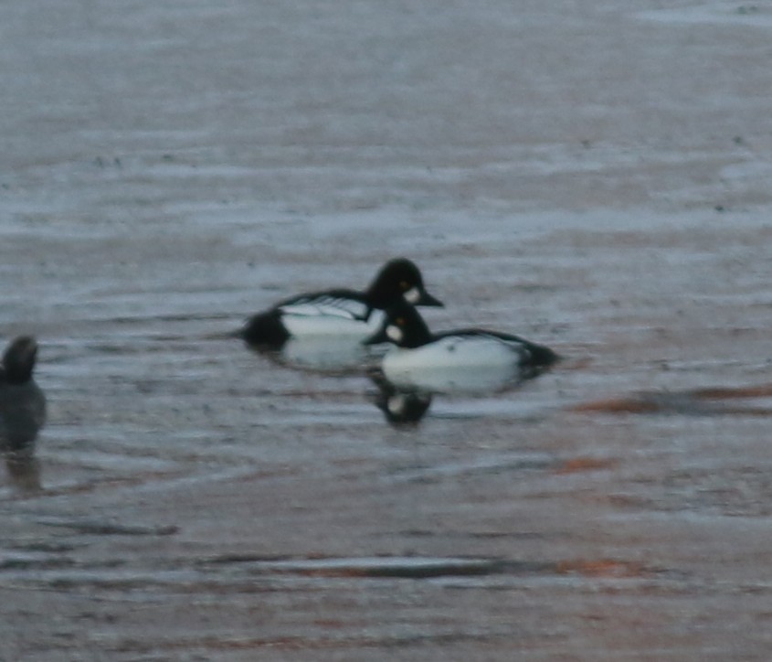 Common x Barrow's Goldeneye (hybrid) - ML646395269