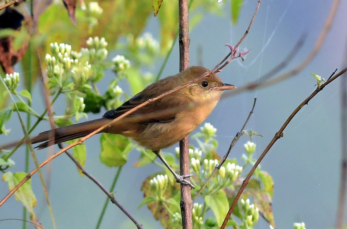 Thick-billed Warbler - ML646395276