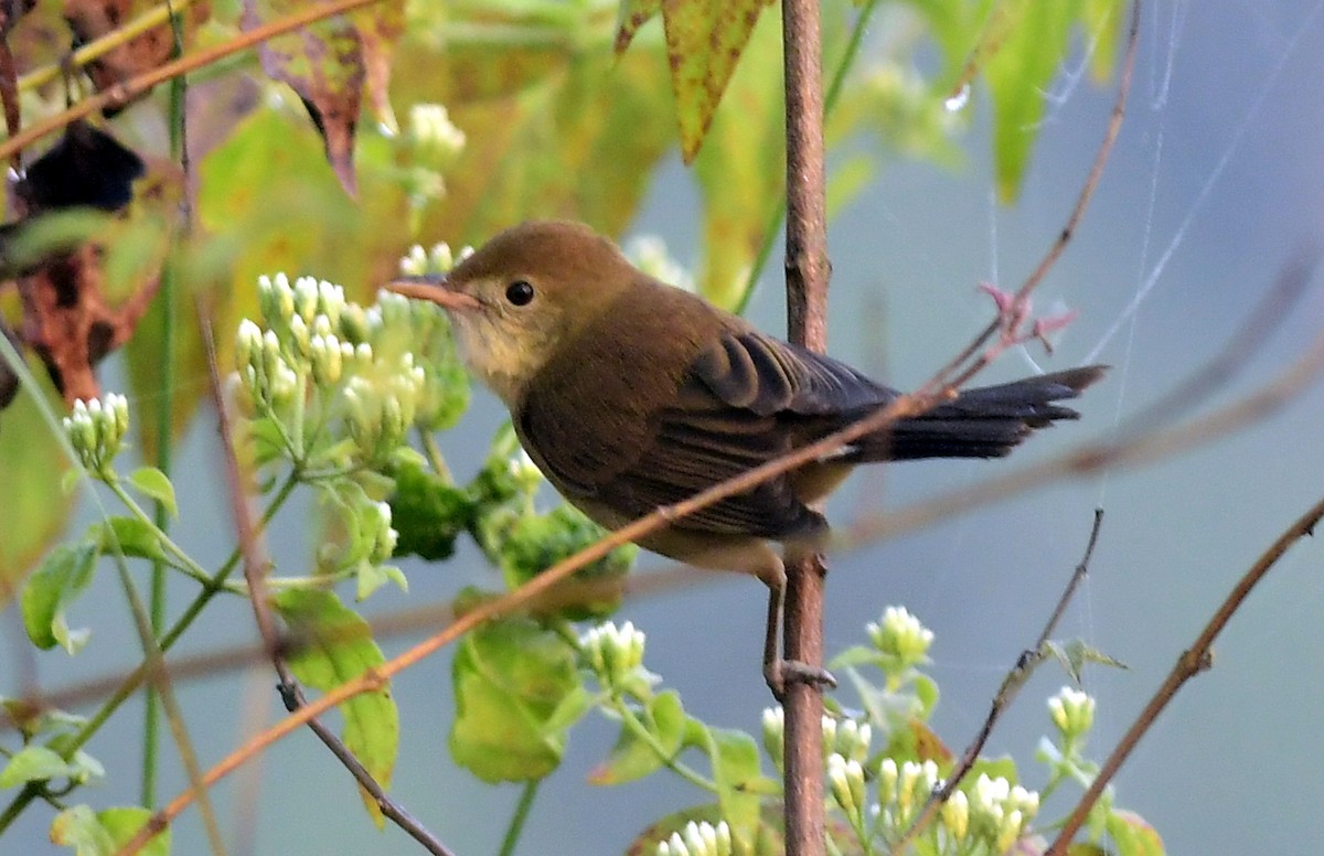 Thick-billed Warbler - ML646395277