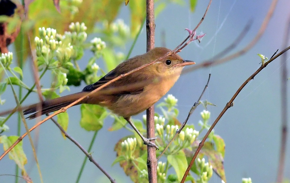 Thick-billed Warbler - ML646395278