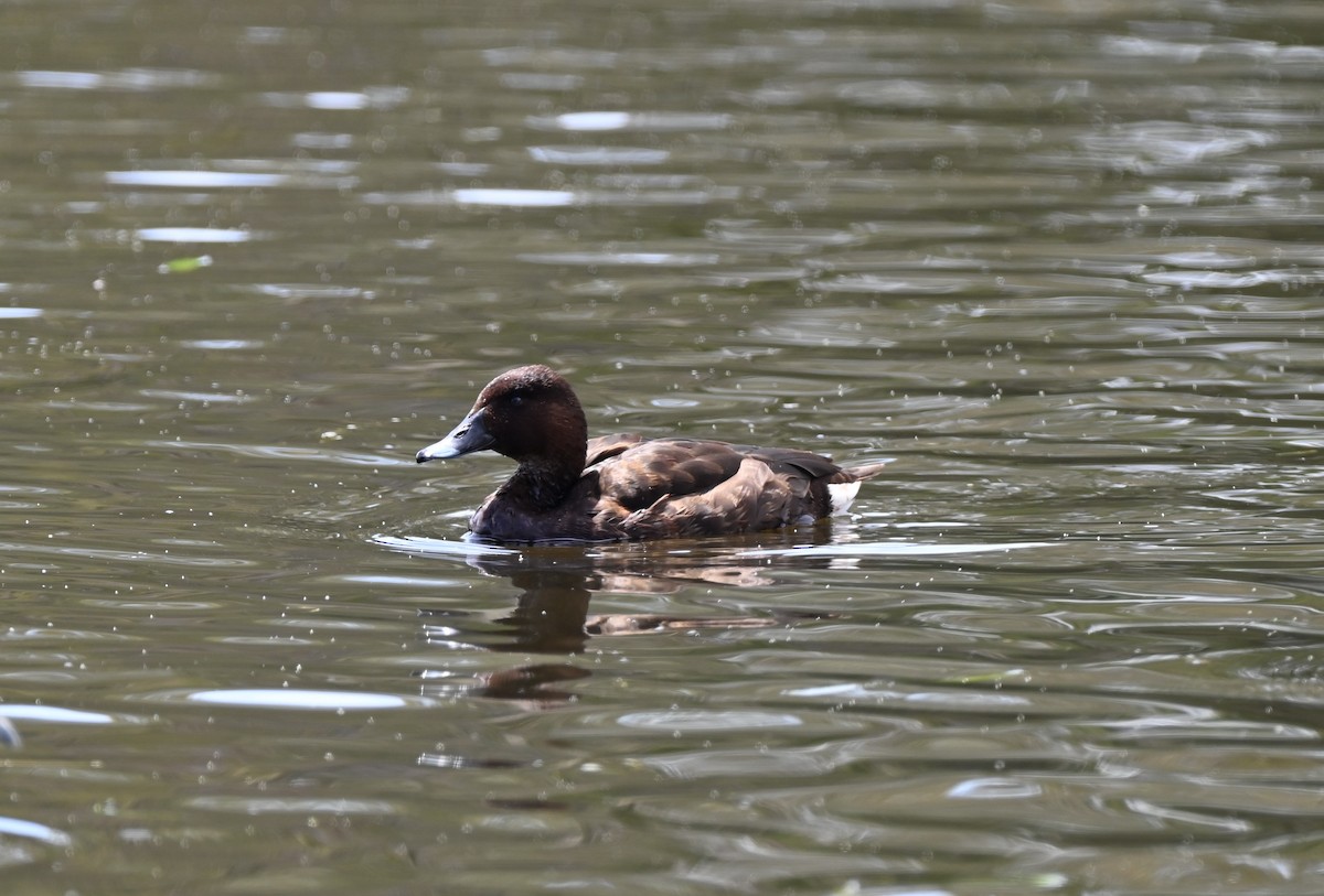 Hardhead - ML646395279