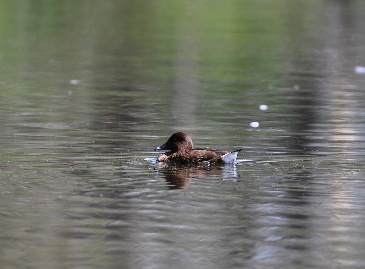 Hardhead - ML646395280