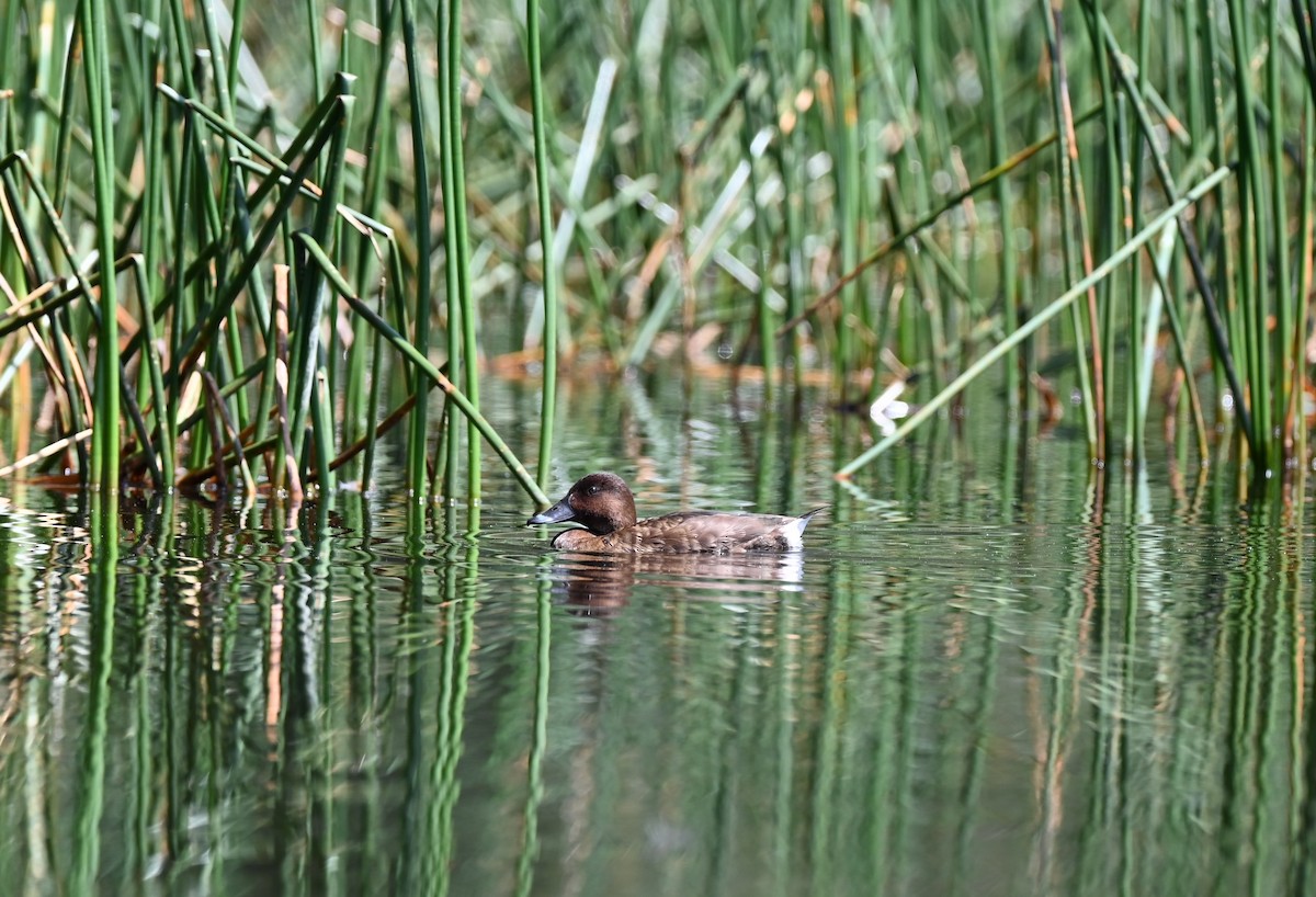 Hardhead - ML646395281