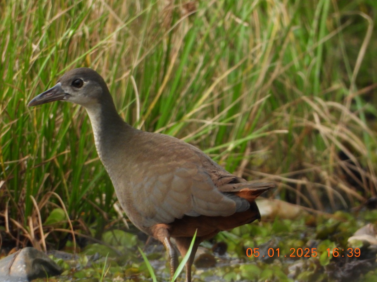 White-breasted Waterhen - ML646395290