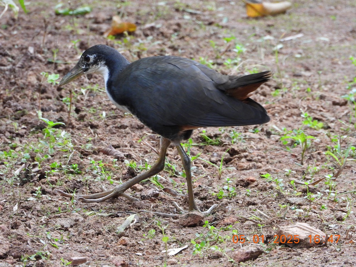 White-breasted Waterhen - ML646395291