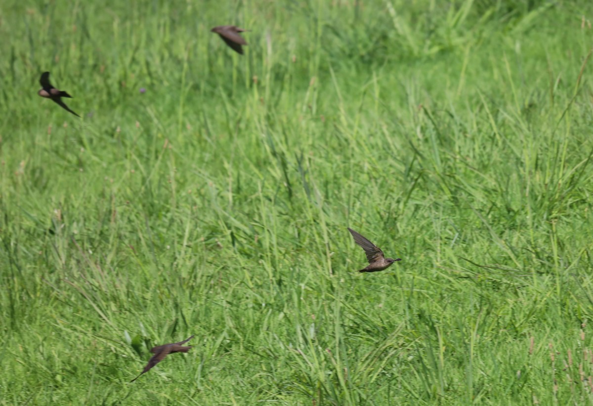 Southern Crag-Martin - ML646395292