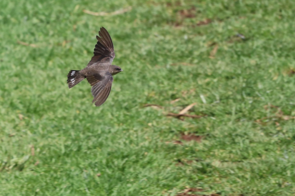 Southern Crag-Martin - ML646395293