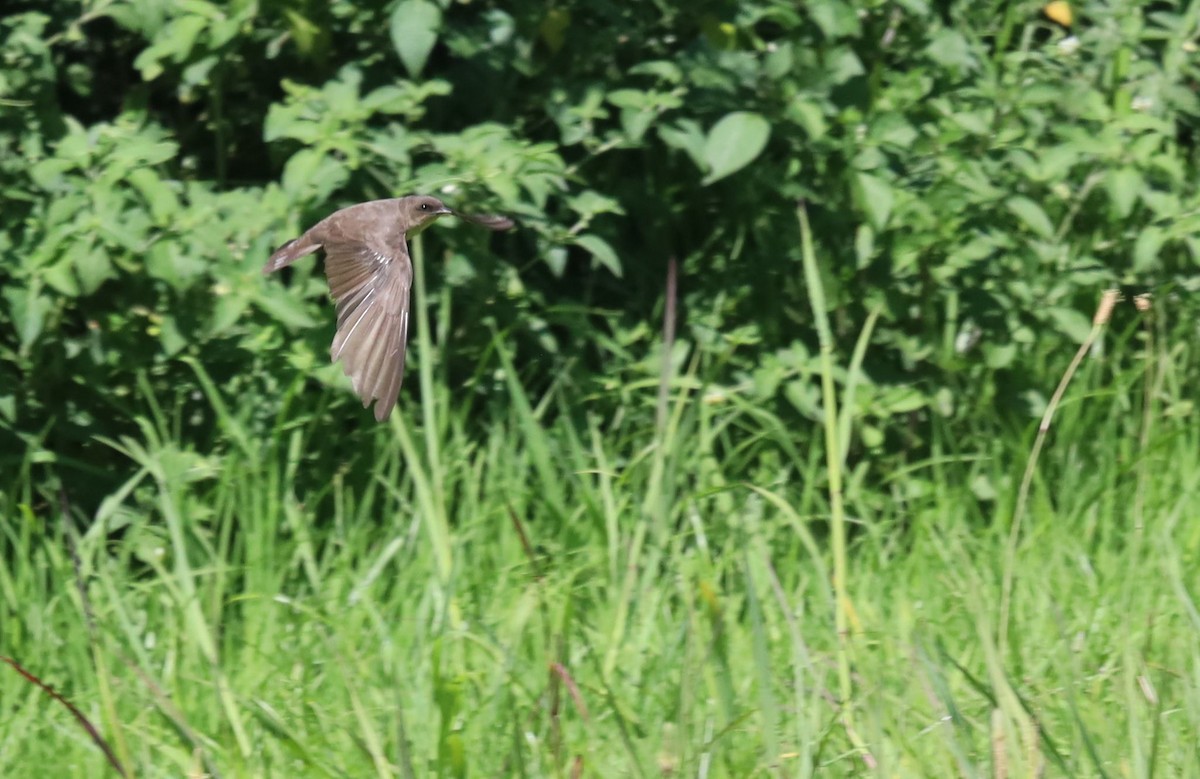 Southern Crag-Martin - ML646395294