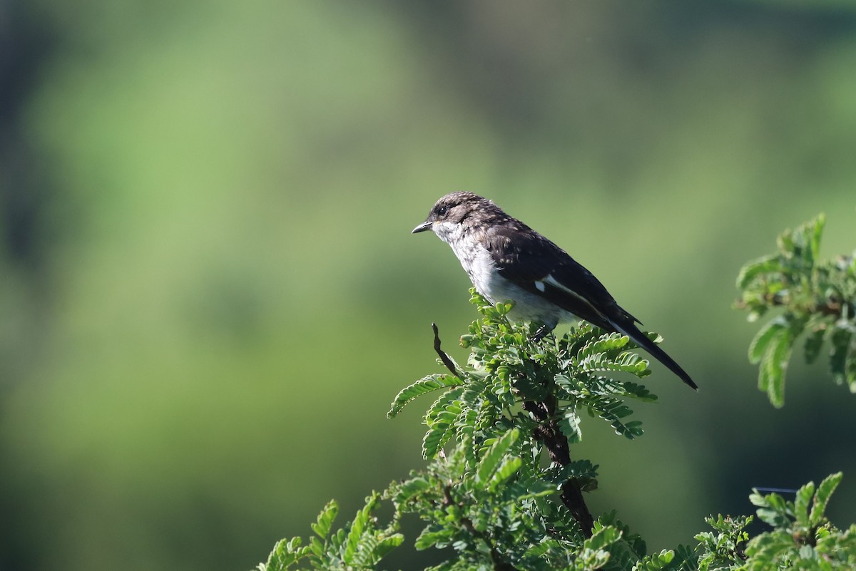 Fiscal Flycatcher - ML646395295