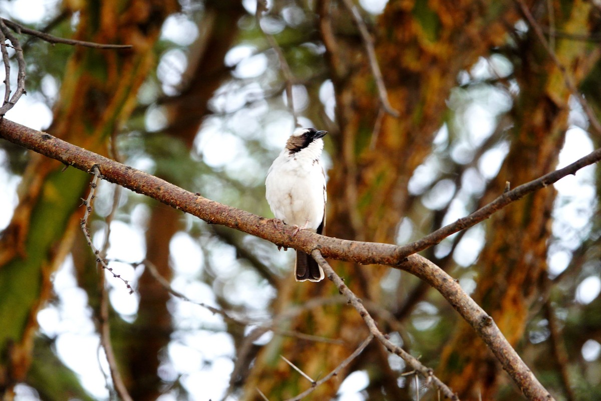 White-browed Sparrow-Weaver - ML646395298