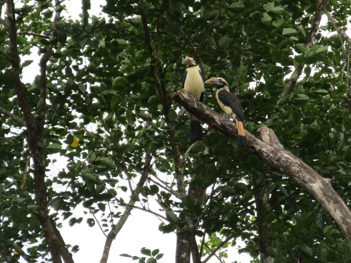Mindoro Hornbill - ML646395299