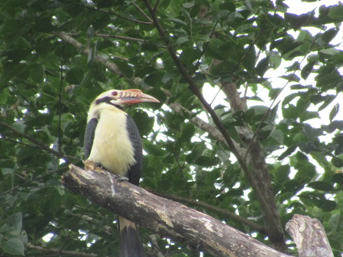 Mindoro Hornbill - ML646395300