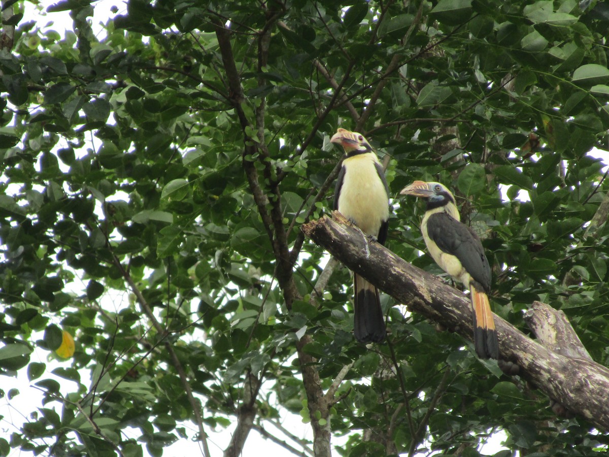 Mindoro Hornbill - ML646395301