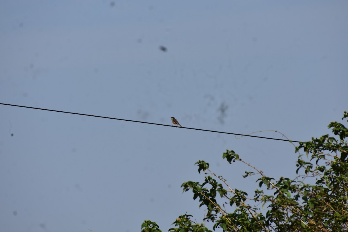 Ashy Prinia - ML646395303