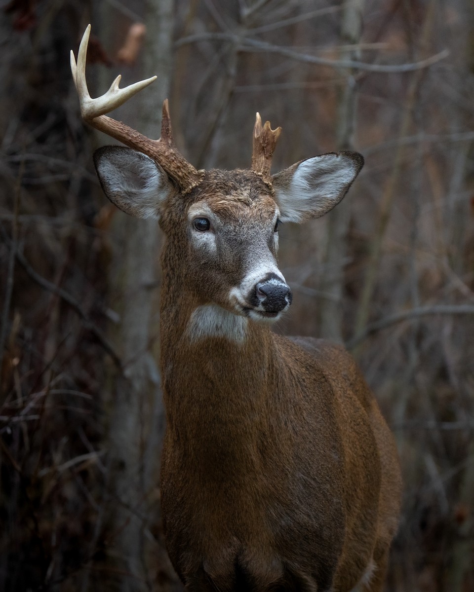 White-tailed Deer - ML646395305