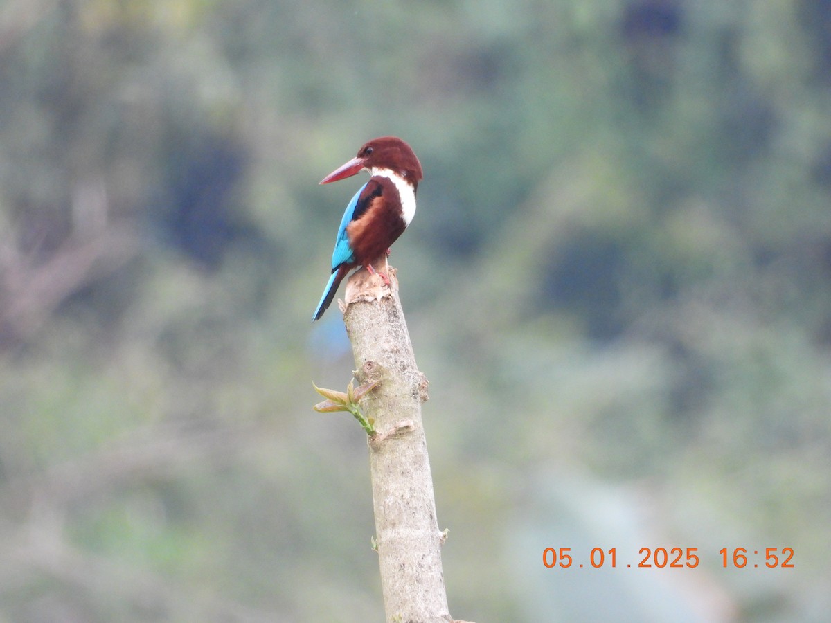 White-throated Kingfisher - ML646395306