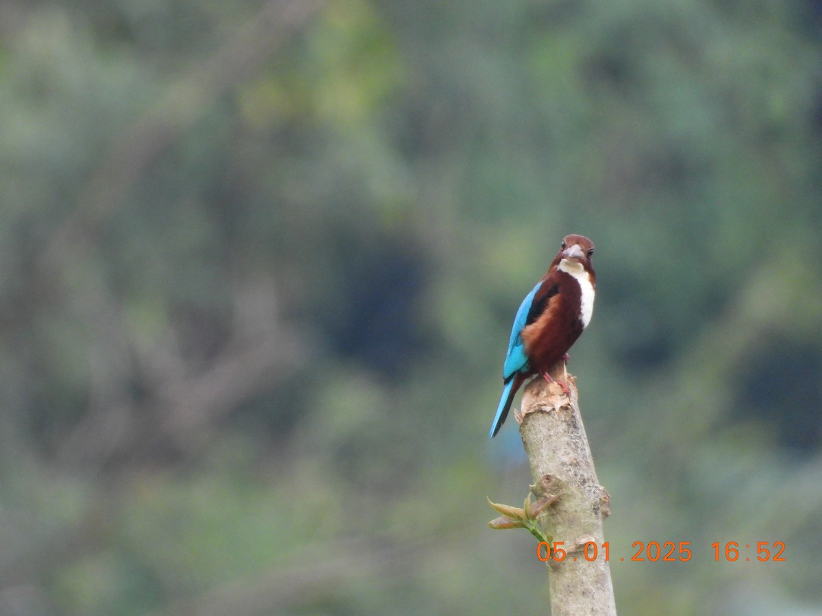 White-throated Kingfisher - ML646395307