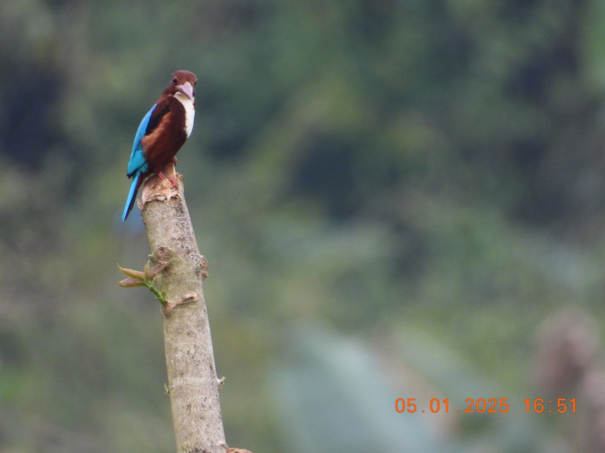 White-throated Kingfisher - ML646395308