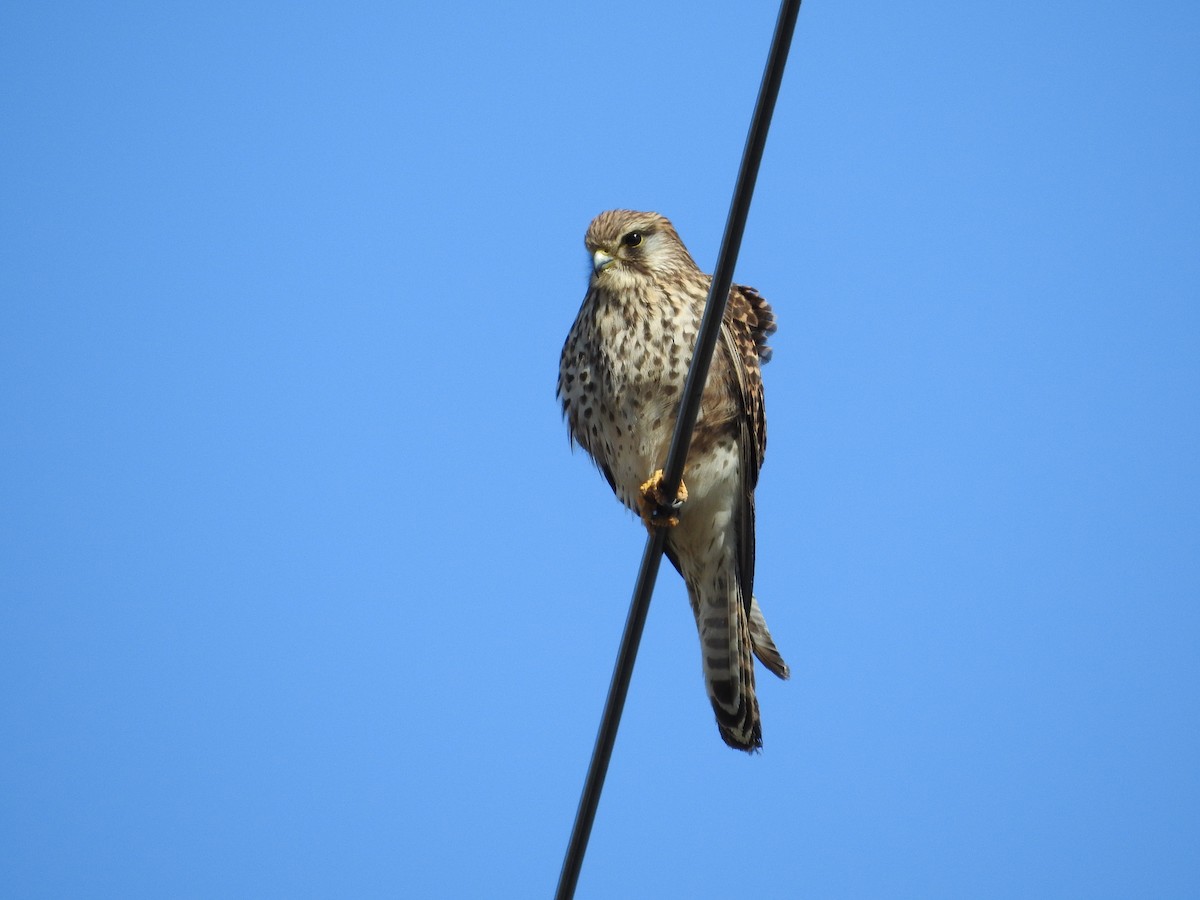 tårnfalk - ML646395309