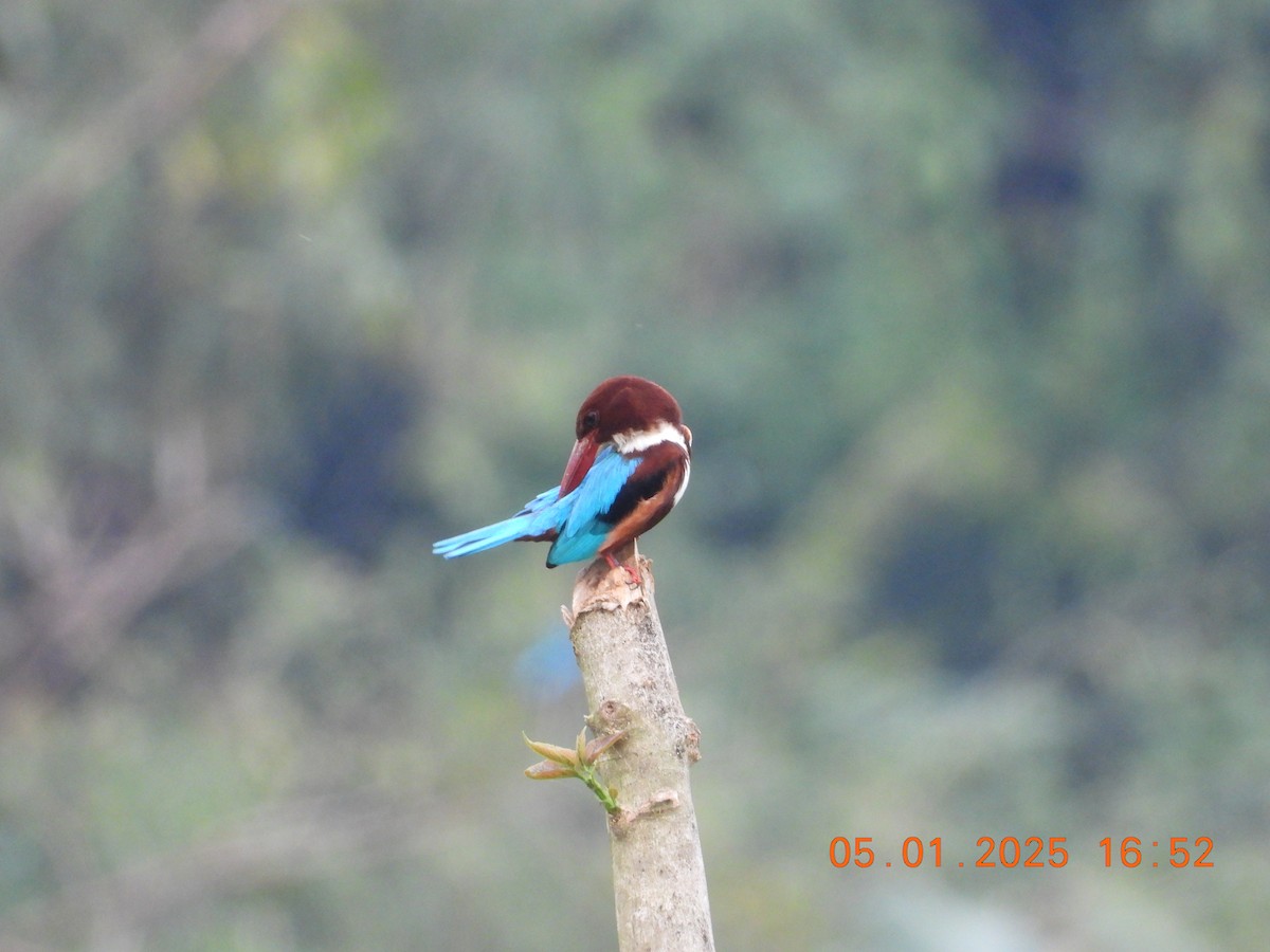 White-throated Kingfisher - ML646395310