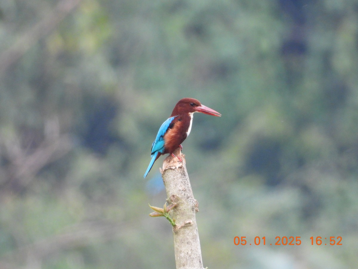 White-throated Kingfisher - ML646395312