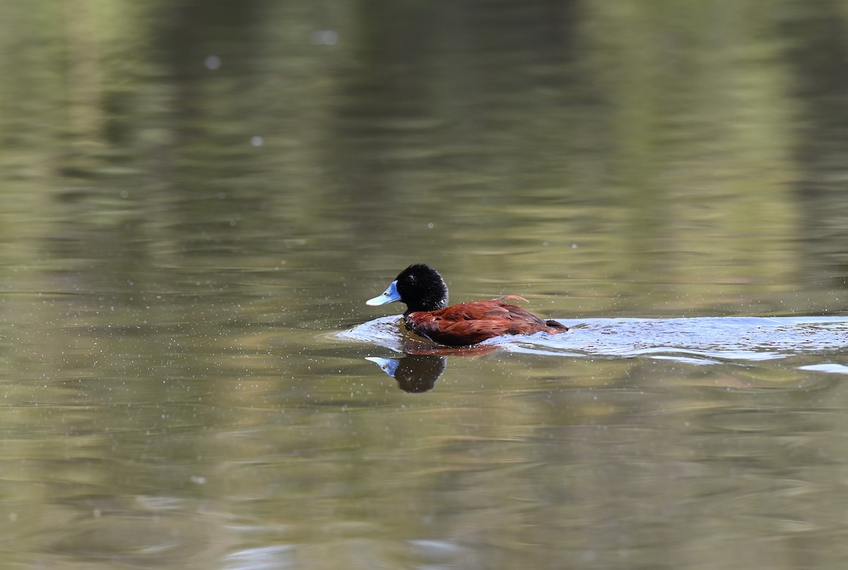 Blue-billed Duck - ML646395313