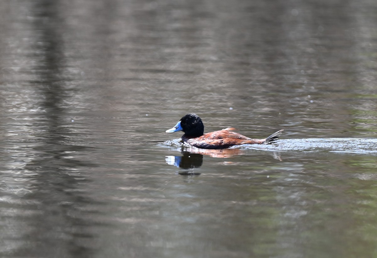 Blue-billed Duck - ML646395314