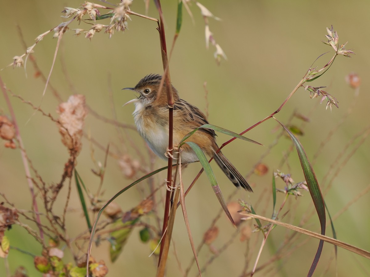 Golden-headed Cisticola - ML646395315