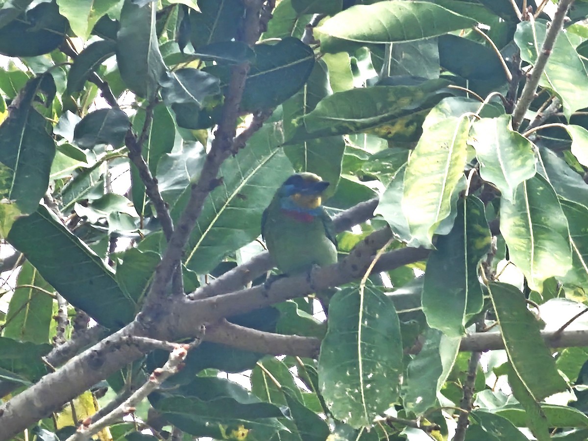 Taiwan Barbet - ML646395316
