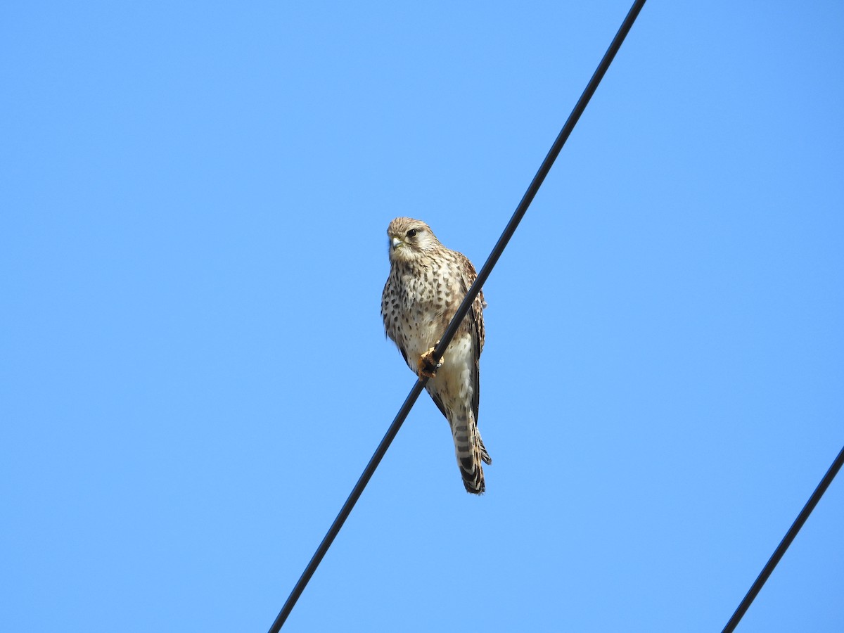 tårnfalk - ML646395320