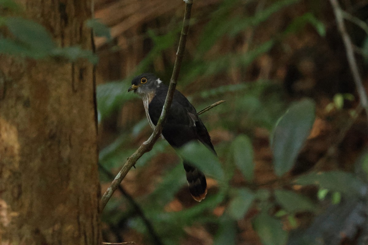 Malaysian Hawk-Cuckoo - ML646395322