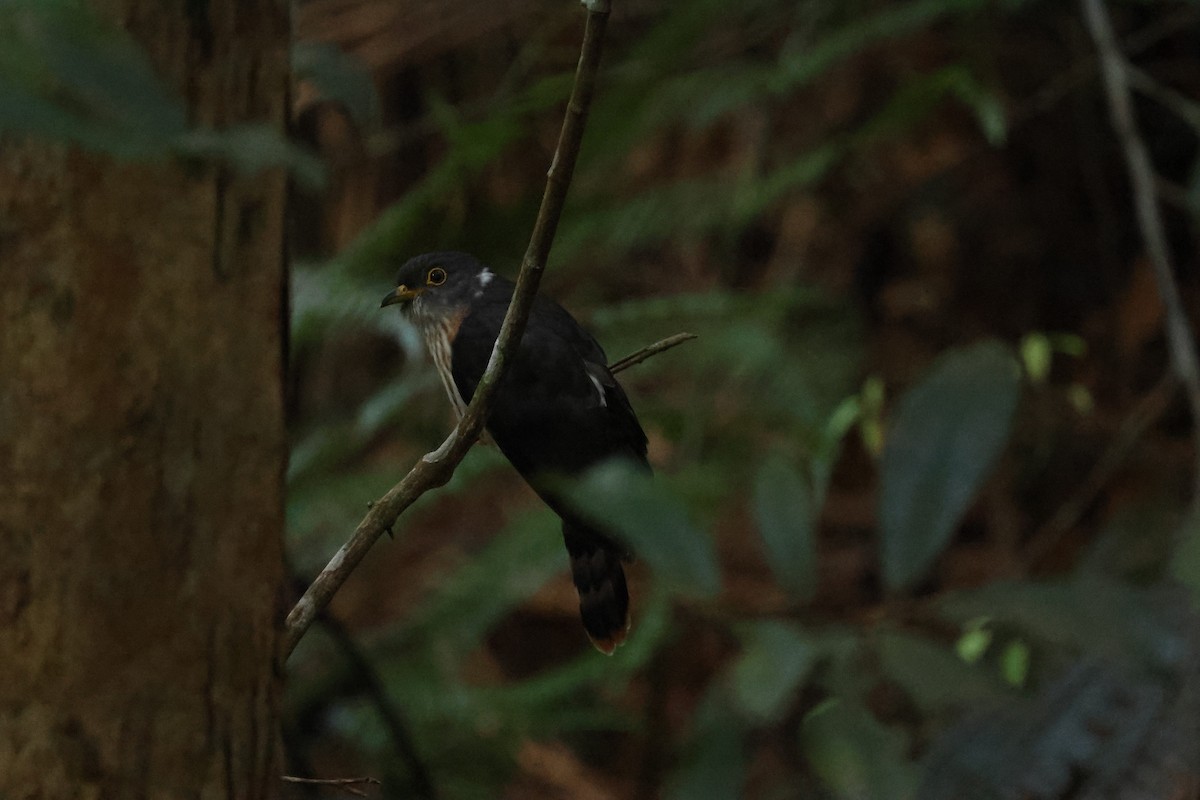 Malaysian Hawk-Cuckoo - ML646395323