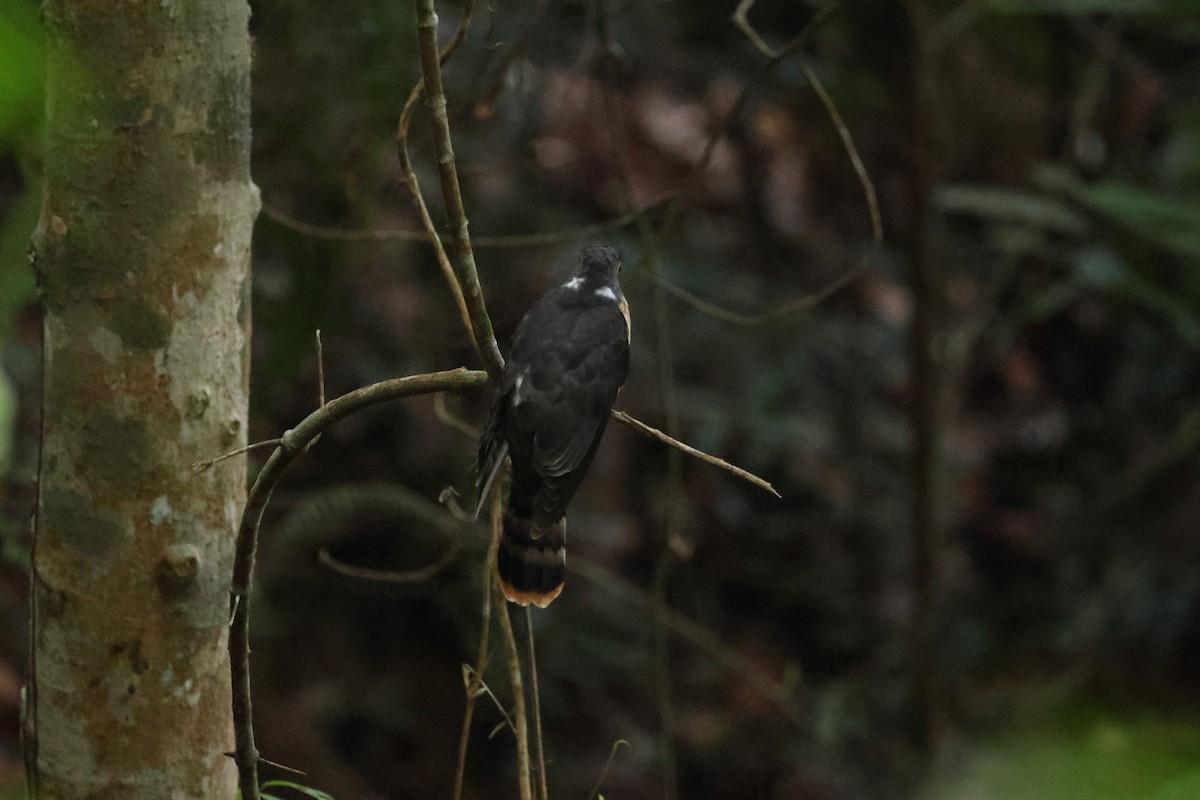 Malaysian Hawk-Cuckoo - ML646395324