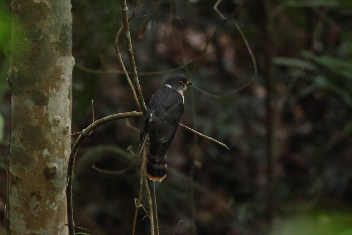 Malaysian Hawk-Cuckoo - ML646395325