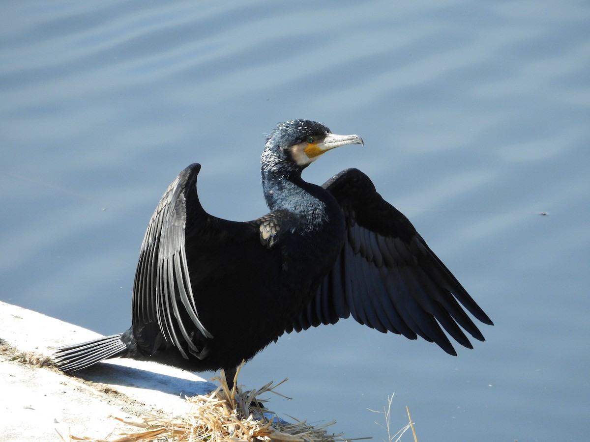 Great Cormorant - ML646395328