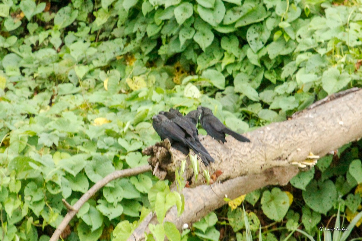 Smooth-billed Ani - ML646395329