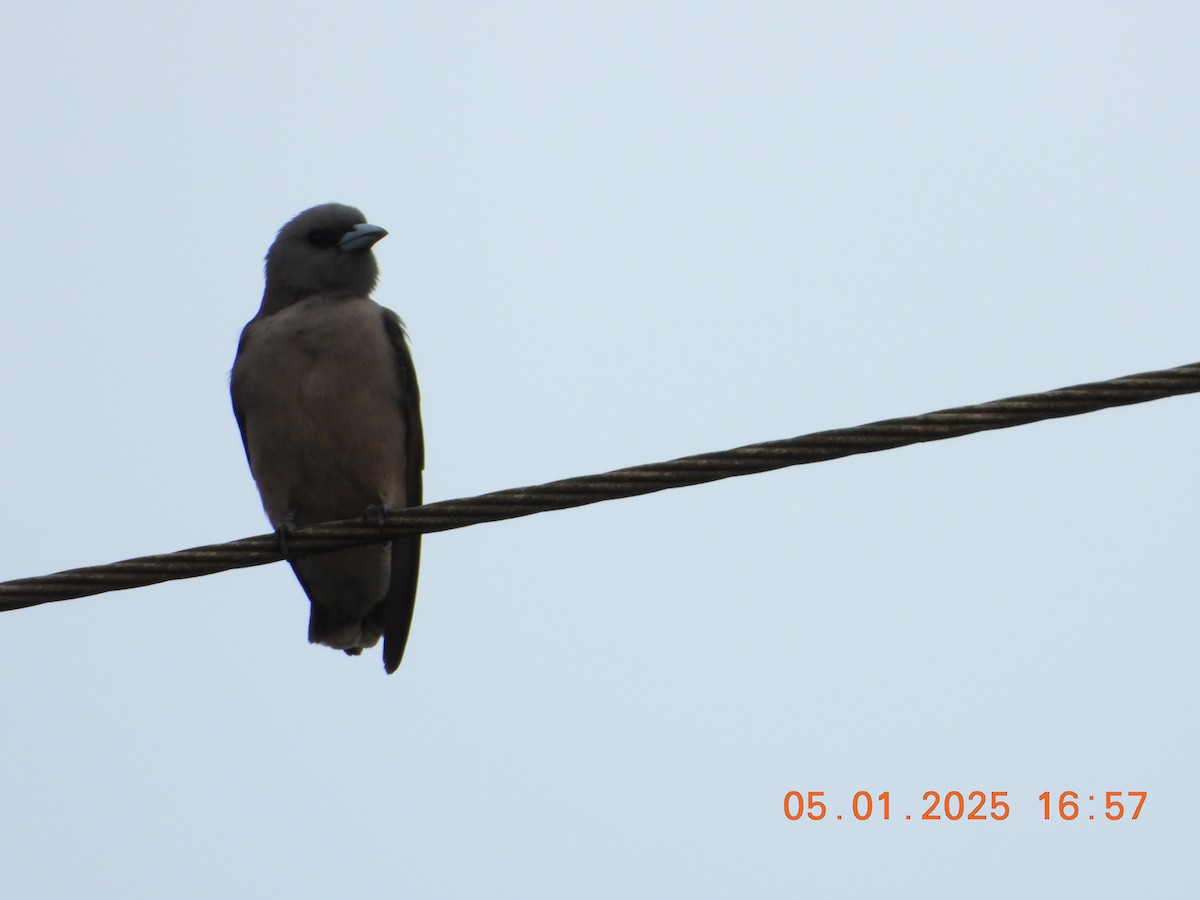 Ashy Woodswallow - ML646395330